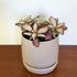 Fittonia planted in Oslo ceramic planter